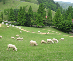 六甲山牧場