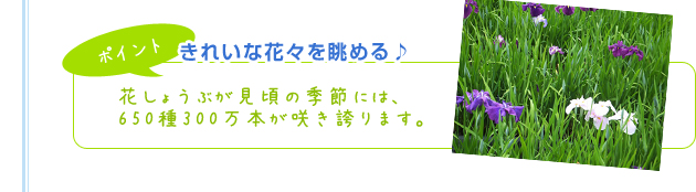 【ポイント】きれいな花々を眺める♪花しょうぶが見頃の季節には、650種300万本が咲き誇ります。